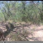 Hallazgo importante en Salavina: registran especie en vías de extinción