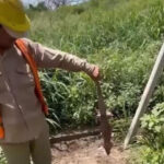 Beltrán: Mataron una iguana y fueron notificados por infracción a la ley de protección de la fauna