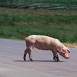 Motociclista grave tras chocar con un cerdo suelto en la Ruta