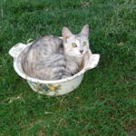 Día del Gato: El auge de los felinos en Argentina, una tendencia que enciende una alerta sobre su cuidado