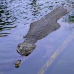 Una mujer arrojó a su hijo de seis años a un río plagado de cocodrilos tras una pelea conyugal