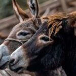 La venta de carne de burro en Chubut agotó su stock en tiempo récord: “En un día y medio no quedó nada”