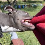 Tragedia: un jubilado murió desangrado al intentar separar a sus perros
