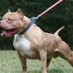 Conmoción en Córdoba: un perro pitbull atacó y mató a un nene de 3 años