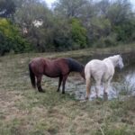 Investigan el robo de dos caballos de un corral en el paraje Villa Hipólita