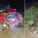 Peligro en la Ruta 34: un choque contra animales sueltos dejó a dos mujeres hospitalizadas