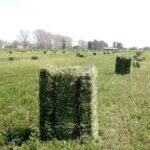 Robaron 50 fardos de alfalfa de una estancia en Fernández y sospechan que ingresaron en dos oportunidades