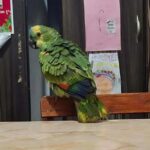 Buscan desesperadamente a un loro perdido en Forres y ofrecen 300 mil pesos de recompensa